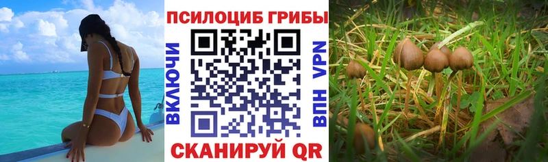 Купить закладки  Новопавловск  Галлюциногенные грибы Magic Shrooms 